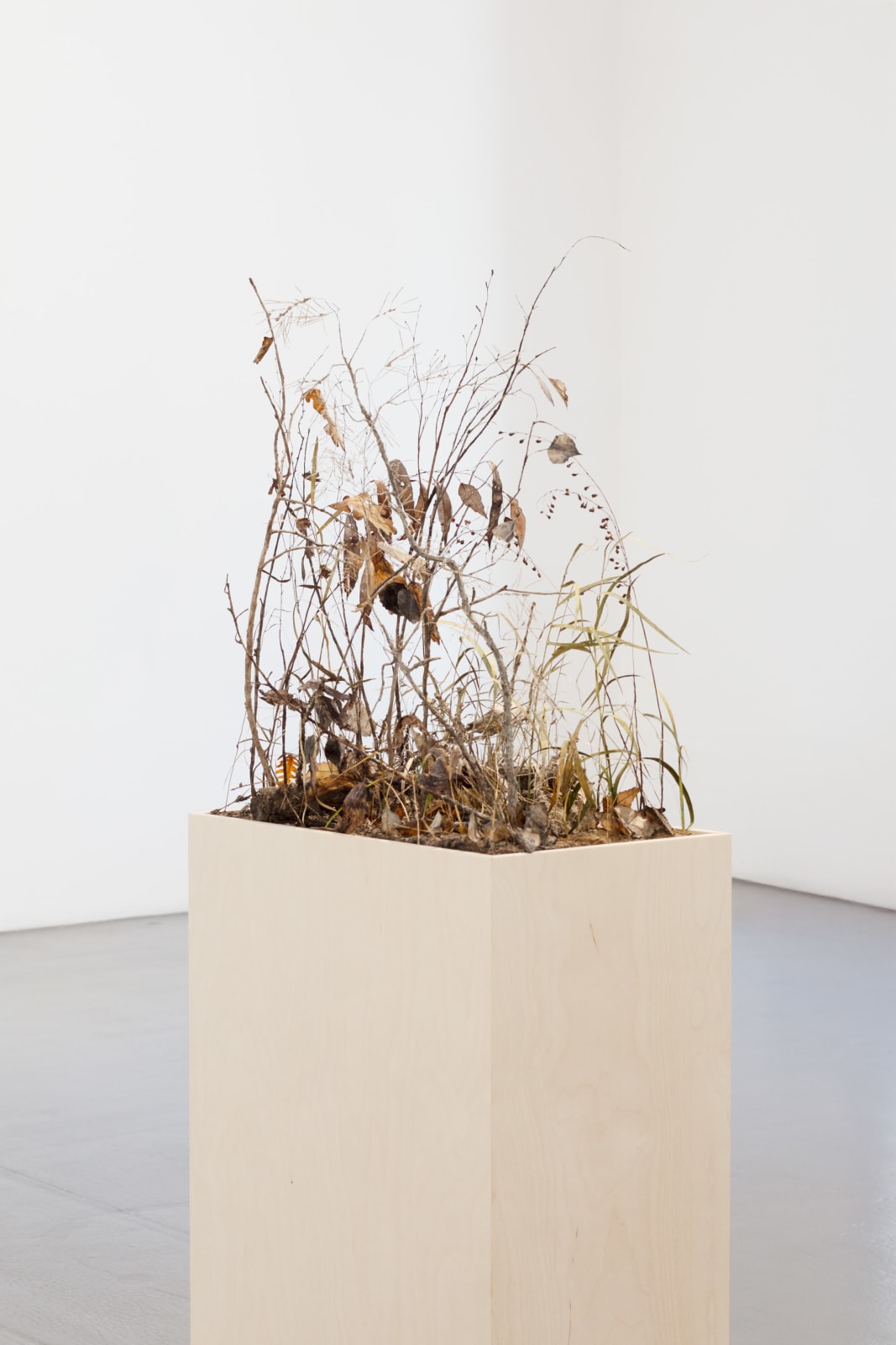 Johanna Karlsson, Snår I / Thicket I, 2025