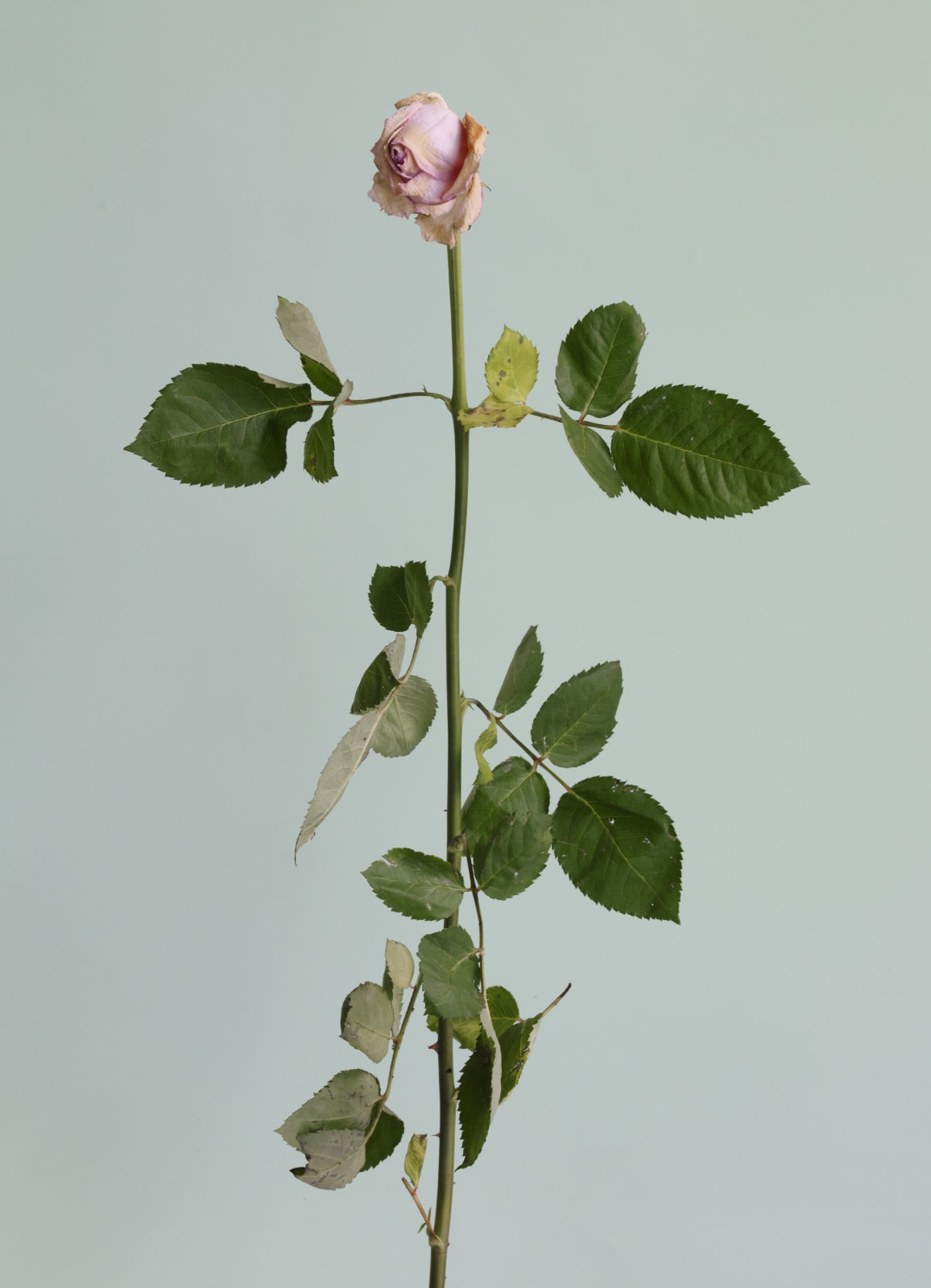 Heeseung Chung, Untitled #03 from the series Rose is a rose is a rose, 2016