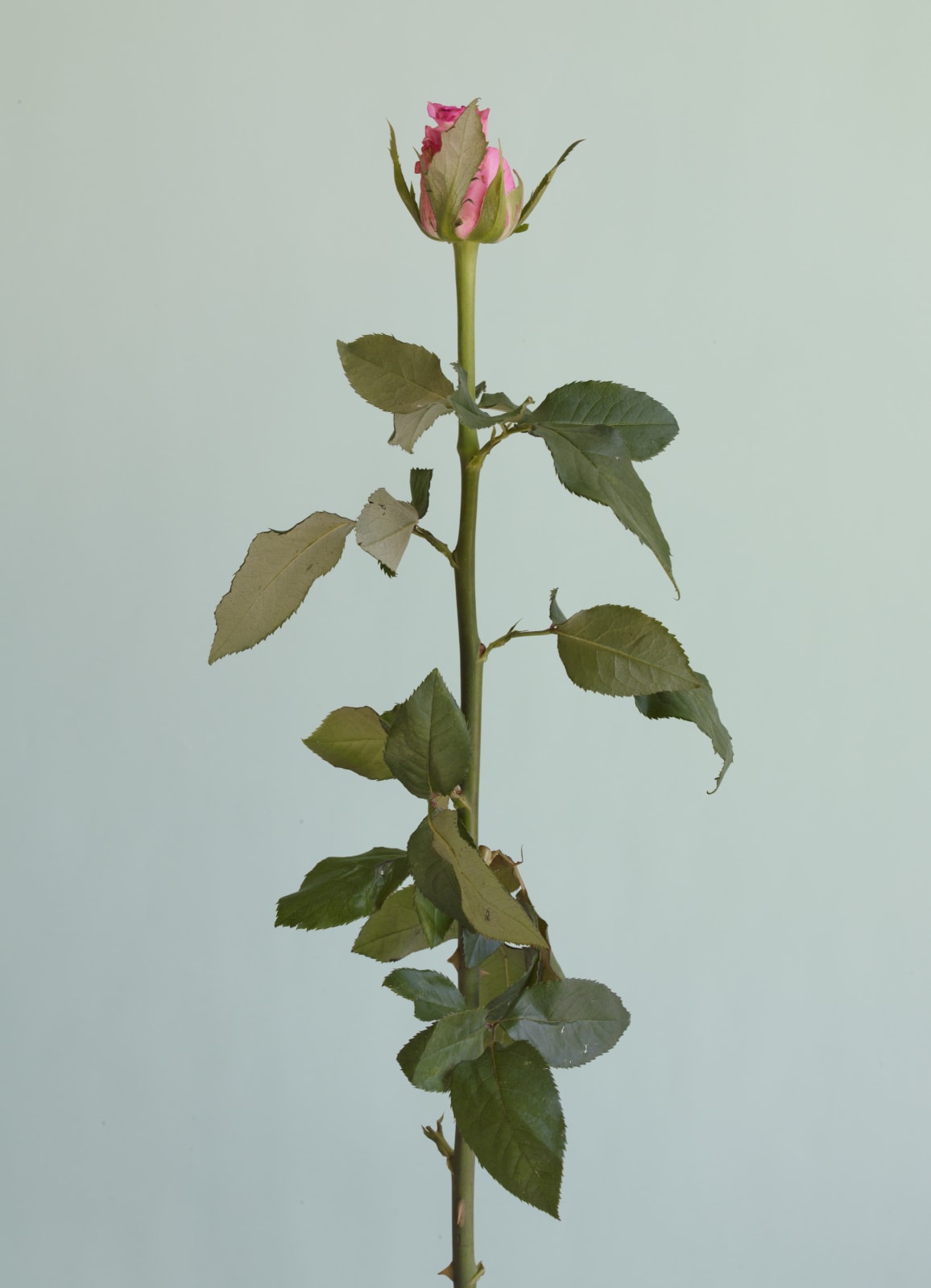 Heeseung Chung, Untitled #05 from the series Rose is a rose is a rose, 2016