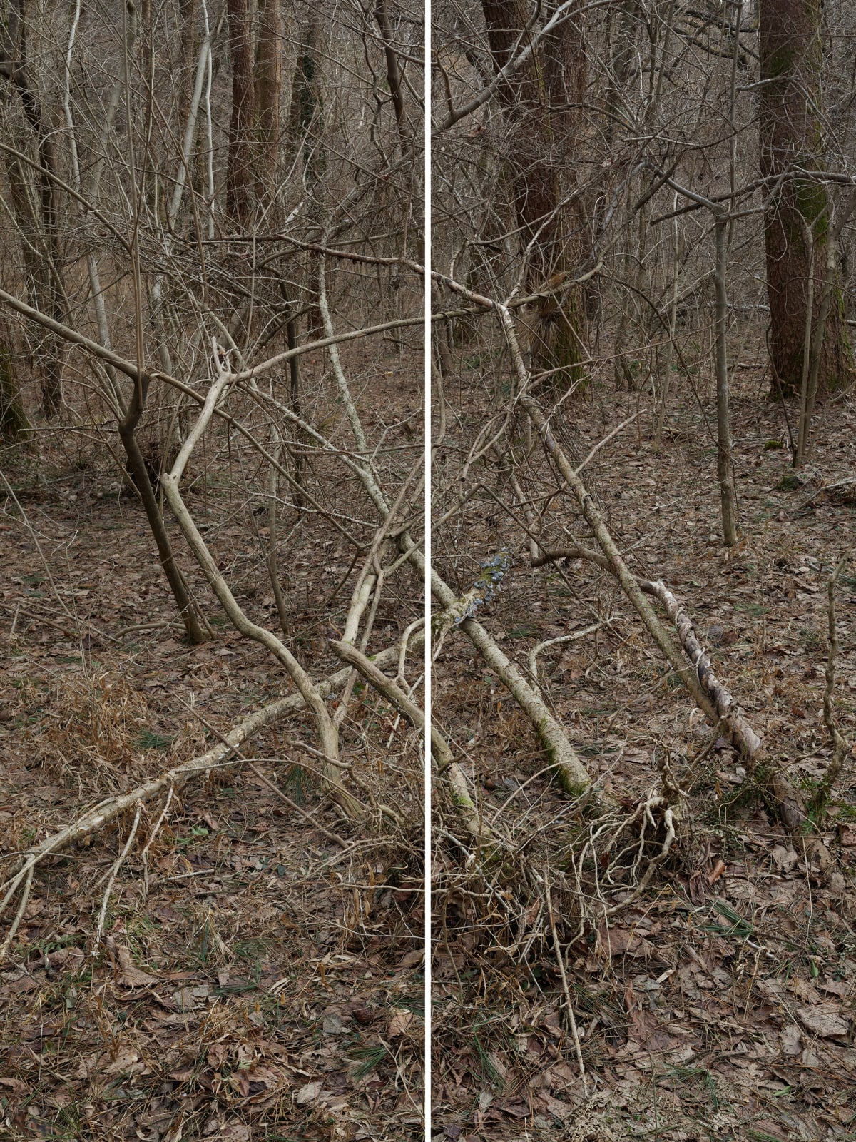 Heeseung Chung, Untitled from the series Wilder, 2025