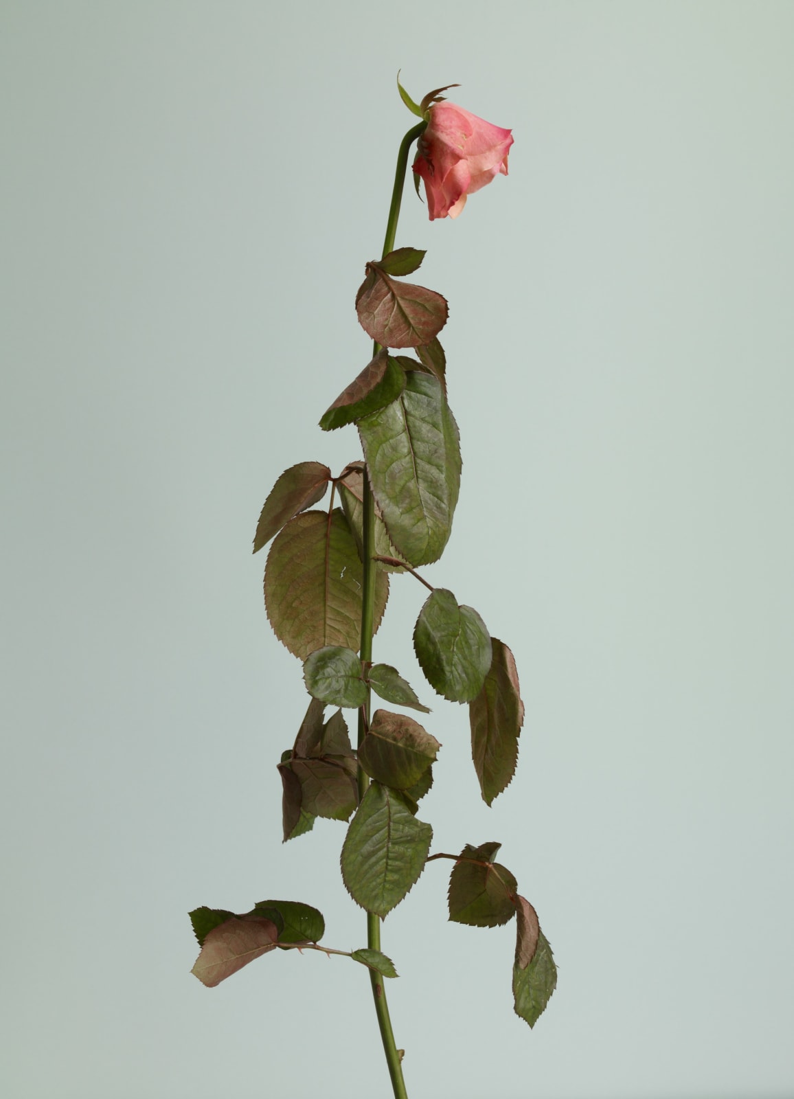 Heeseung Chung, Untitled #15 from the series Rose is a rose is a rose , 2016