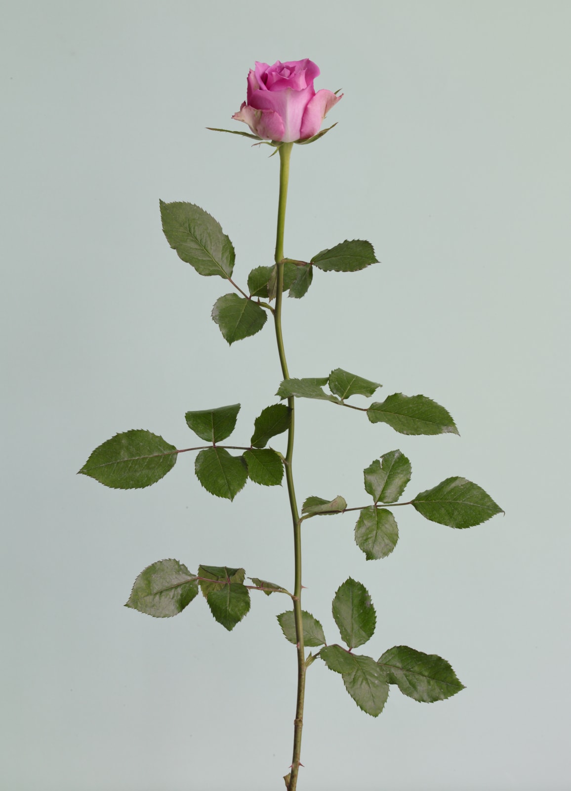Heeseung Chung, Untitled #07 from the series Rose is a rose is a rose, 2016