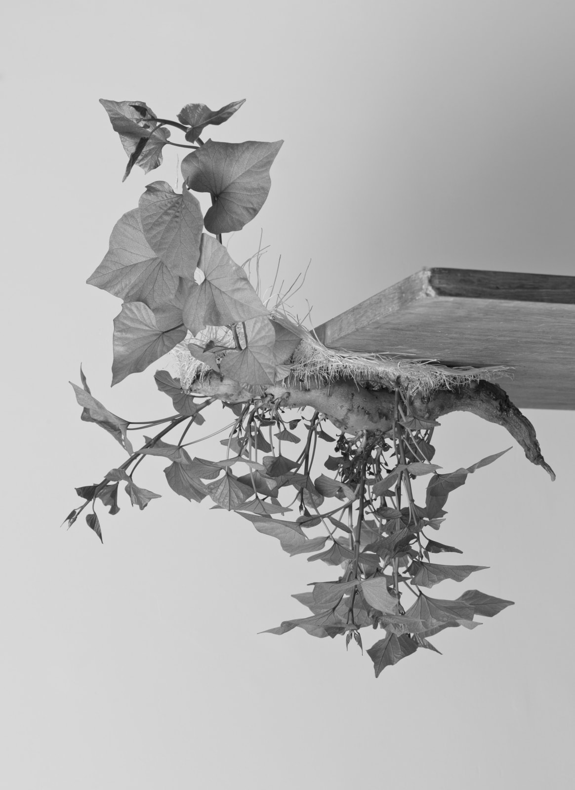 Heeseung Chung, Untitled from the series Tender Buttons, 2016