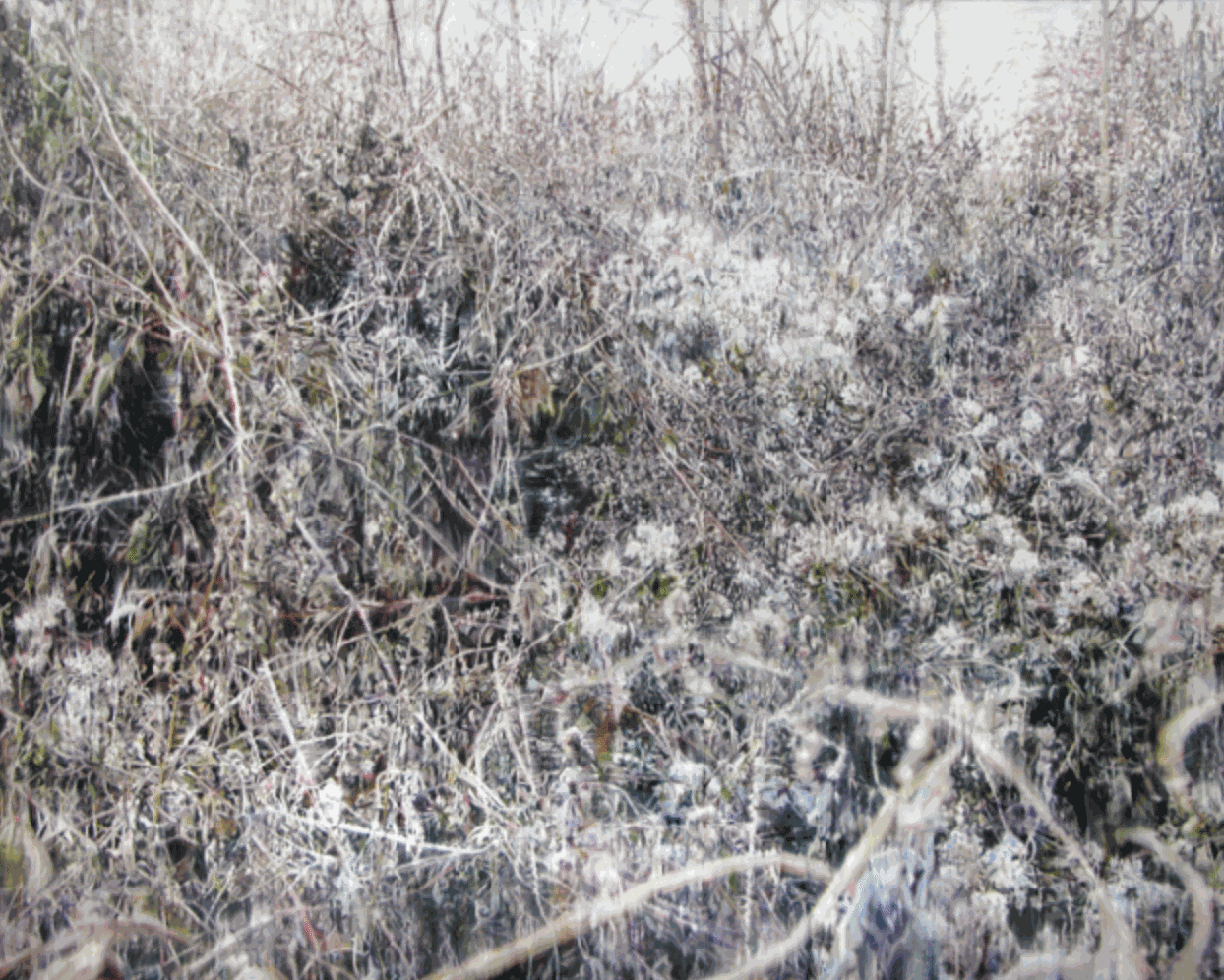 Yoon Suk One, Dry Plant-18020, 2018