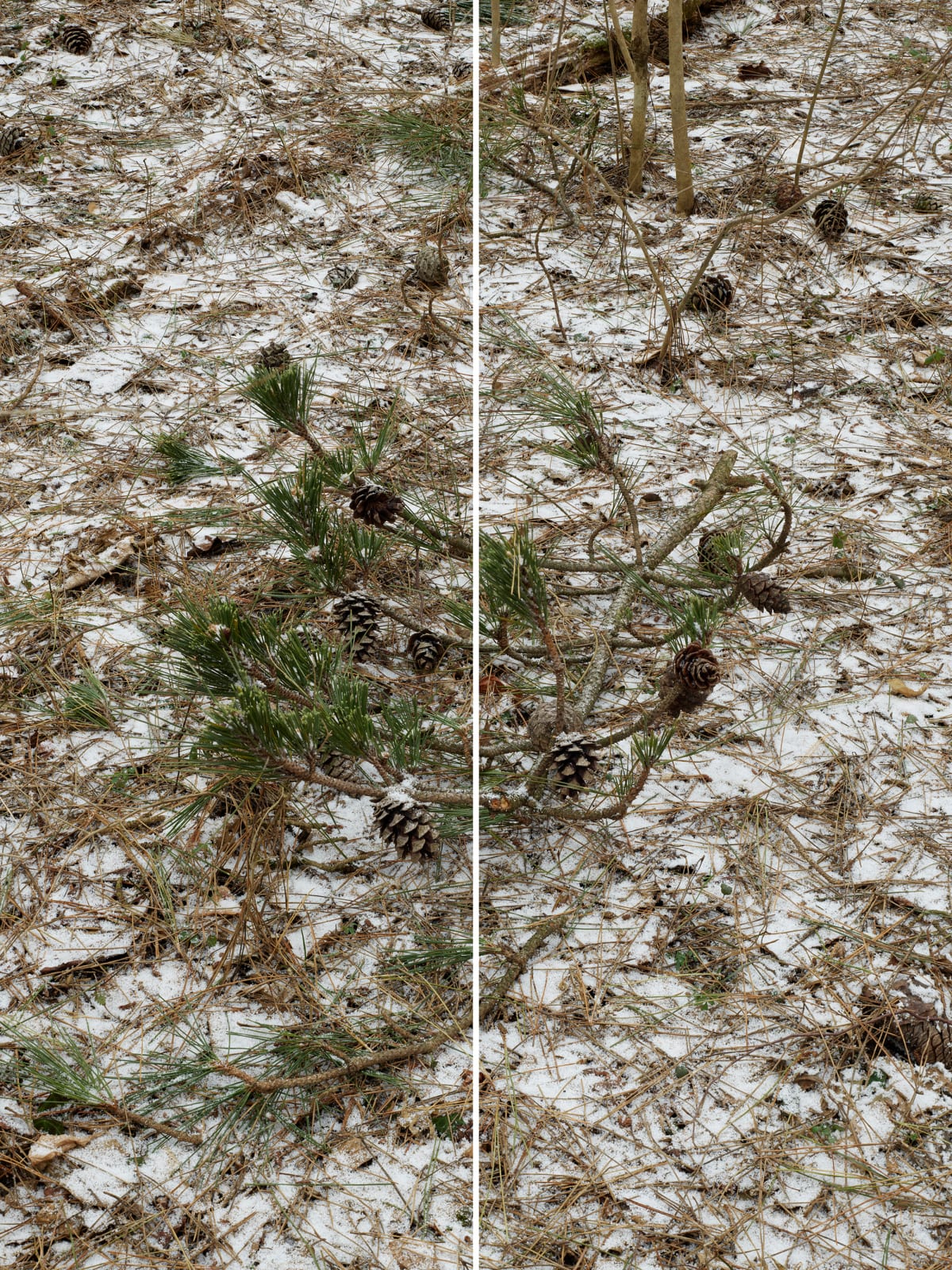 Heeseung Chung, Untitled from the series Wilder, 2025