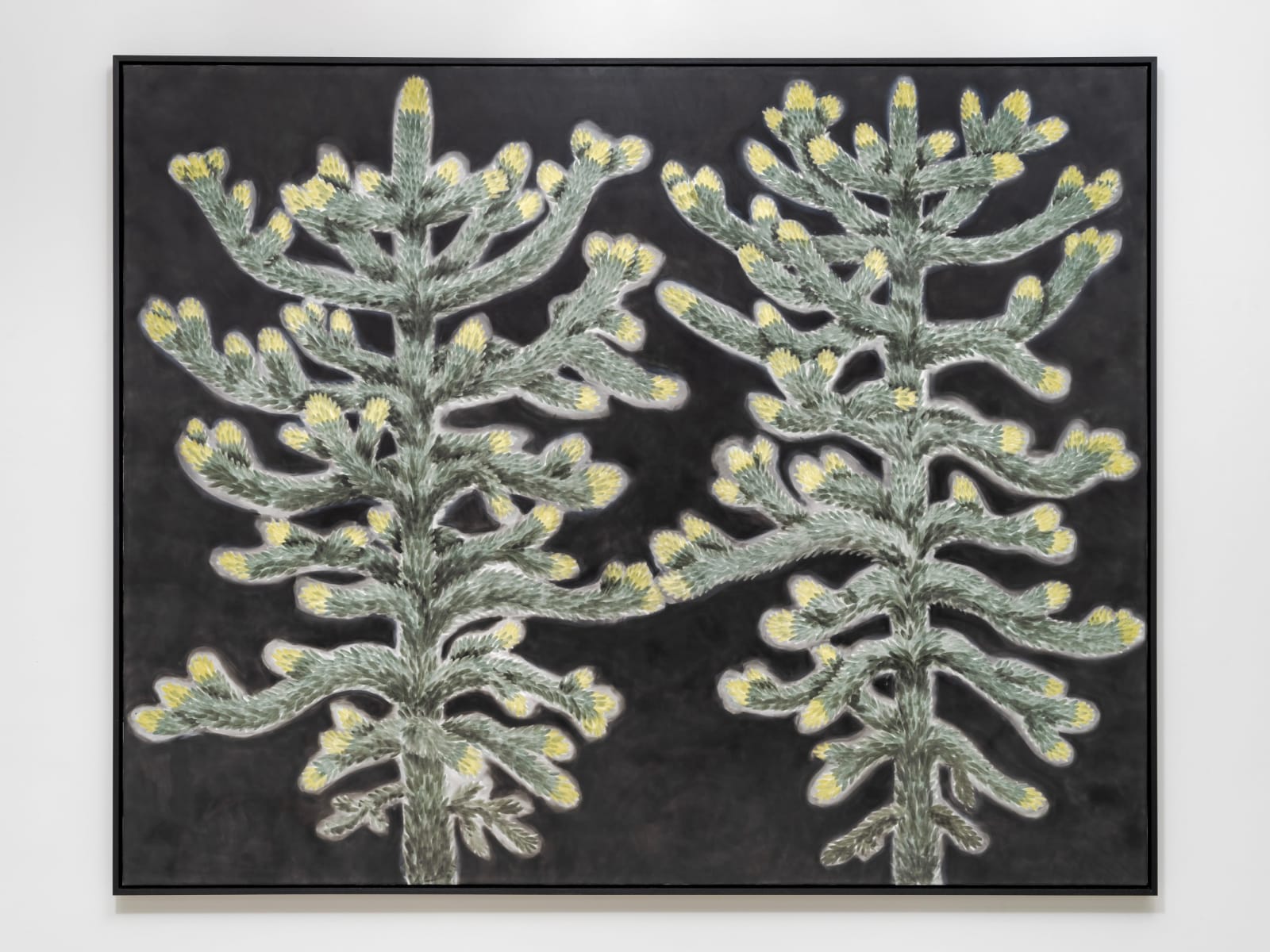 Andrew Sim, Two monkey puzzles with spring growth (almost touching), 2023