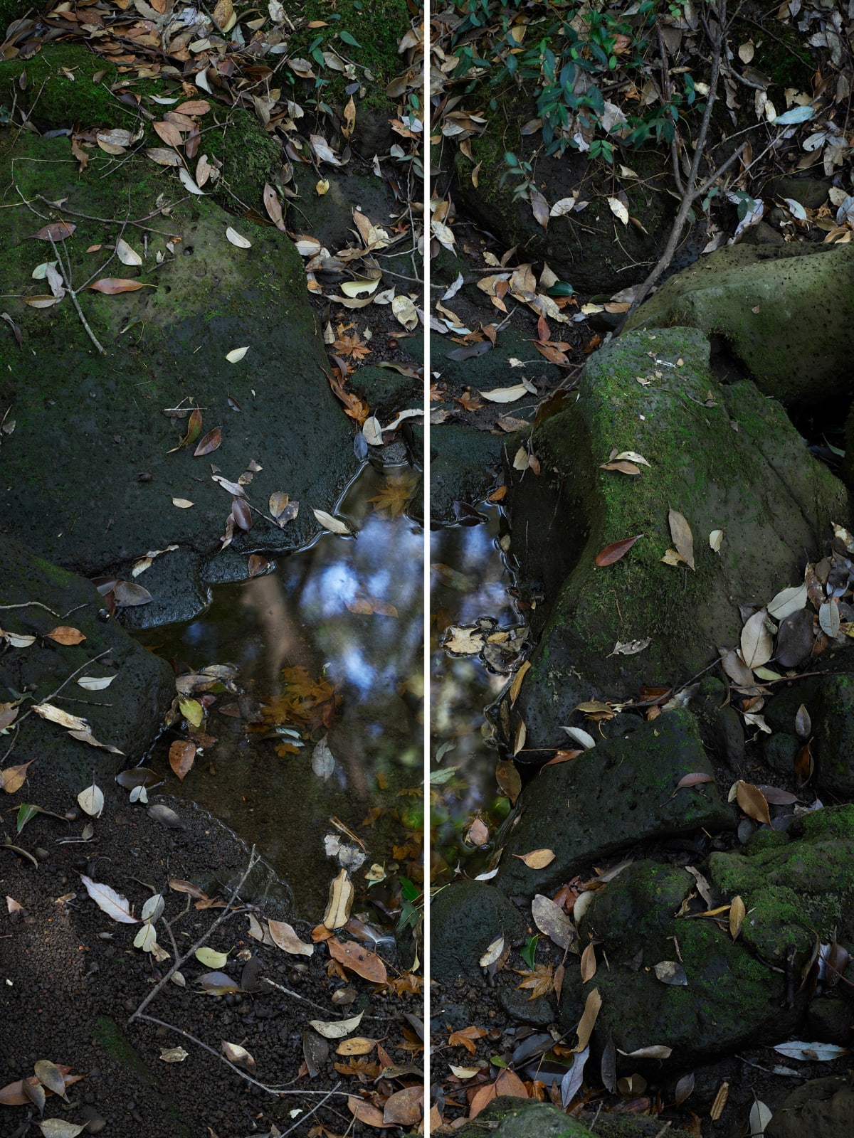 Heeseung Chung, Untitled from the series Wilder, 2025