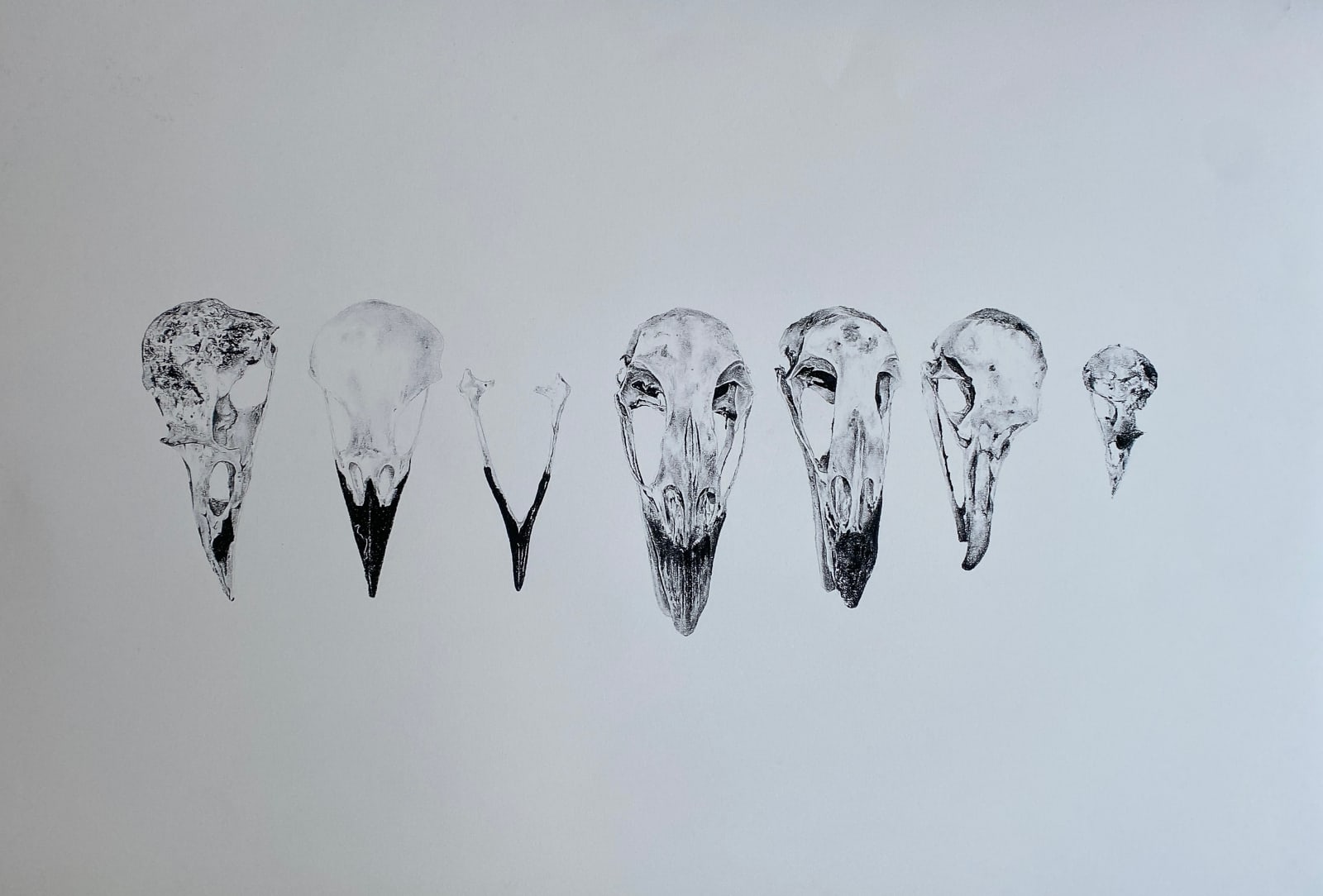 Evie Rich, Bird Skull Collection, 2023