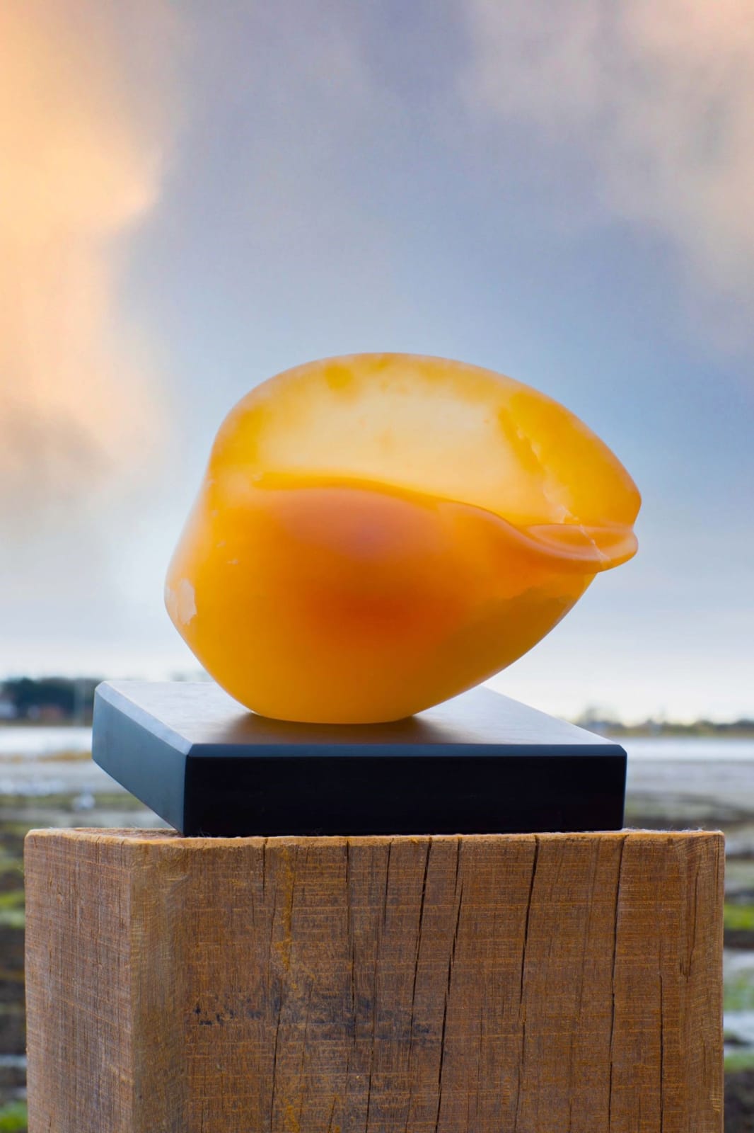 Ray Moseley, Tonna Chinensis, 2022