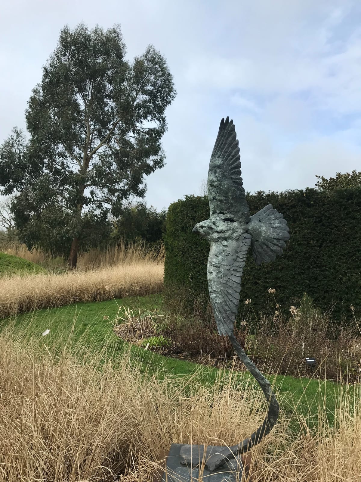 Fred Gordon, Peregrine Falcon