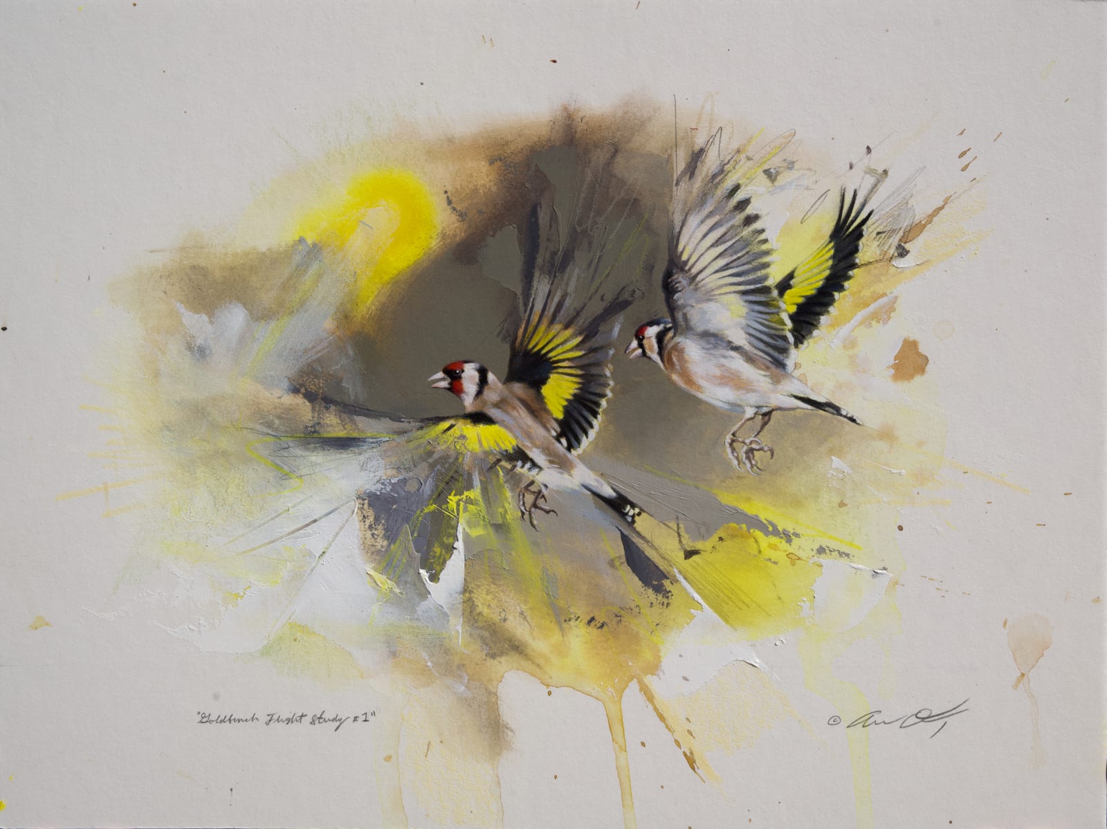 Andrew Denman, Goldfinch in Flight Study #1