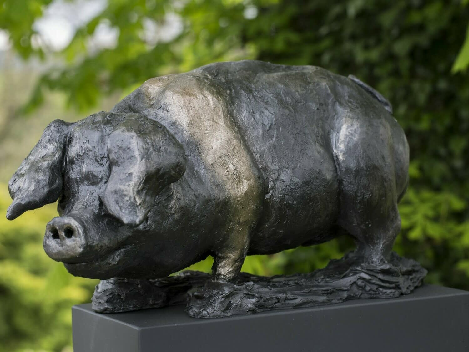 Nadine Collinson, Saddleback Hog