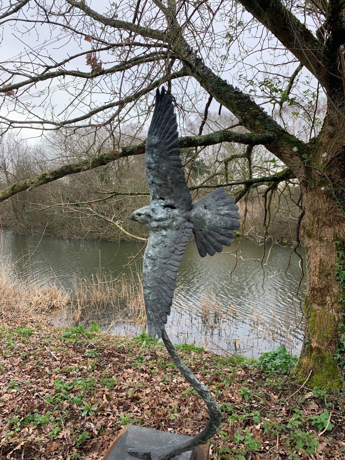 Fred Gordon, Peregrine Falcon
