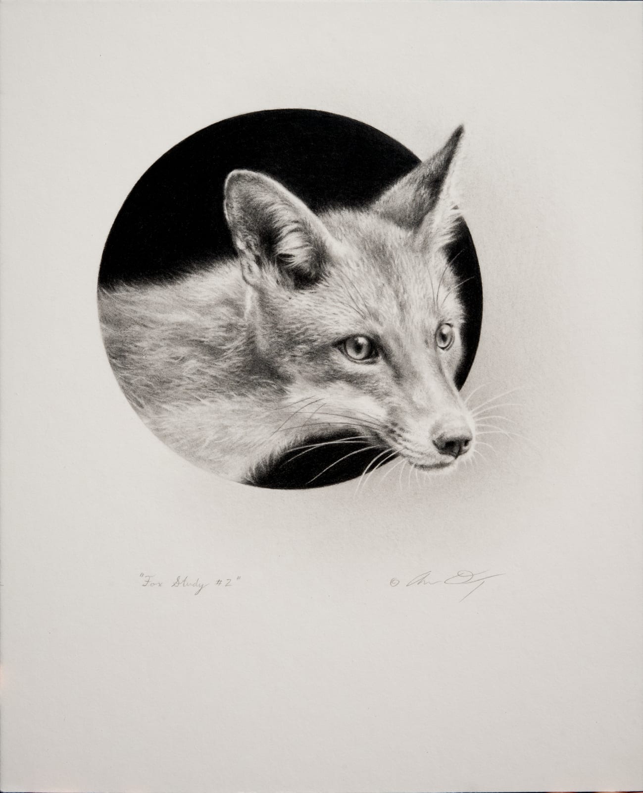 Andrew Denman, Fox Study #2