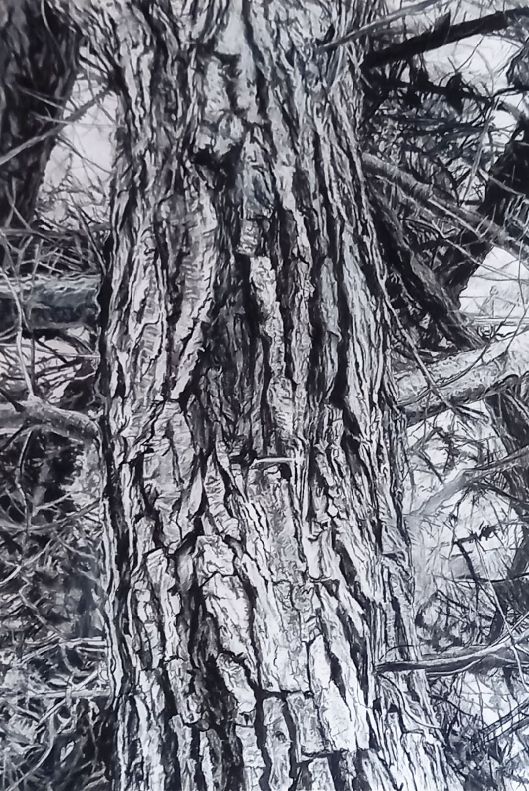 Kevin Tole, Monterey Pine Trunk