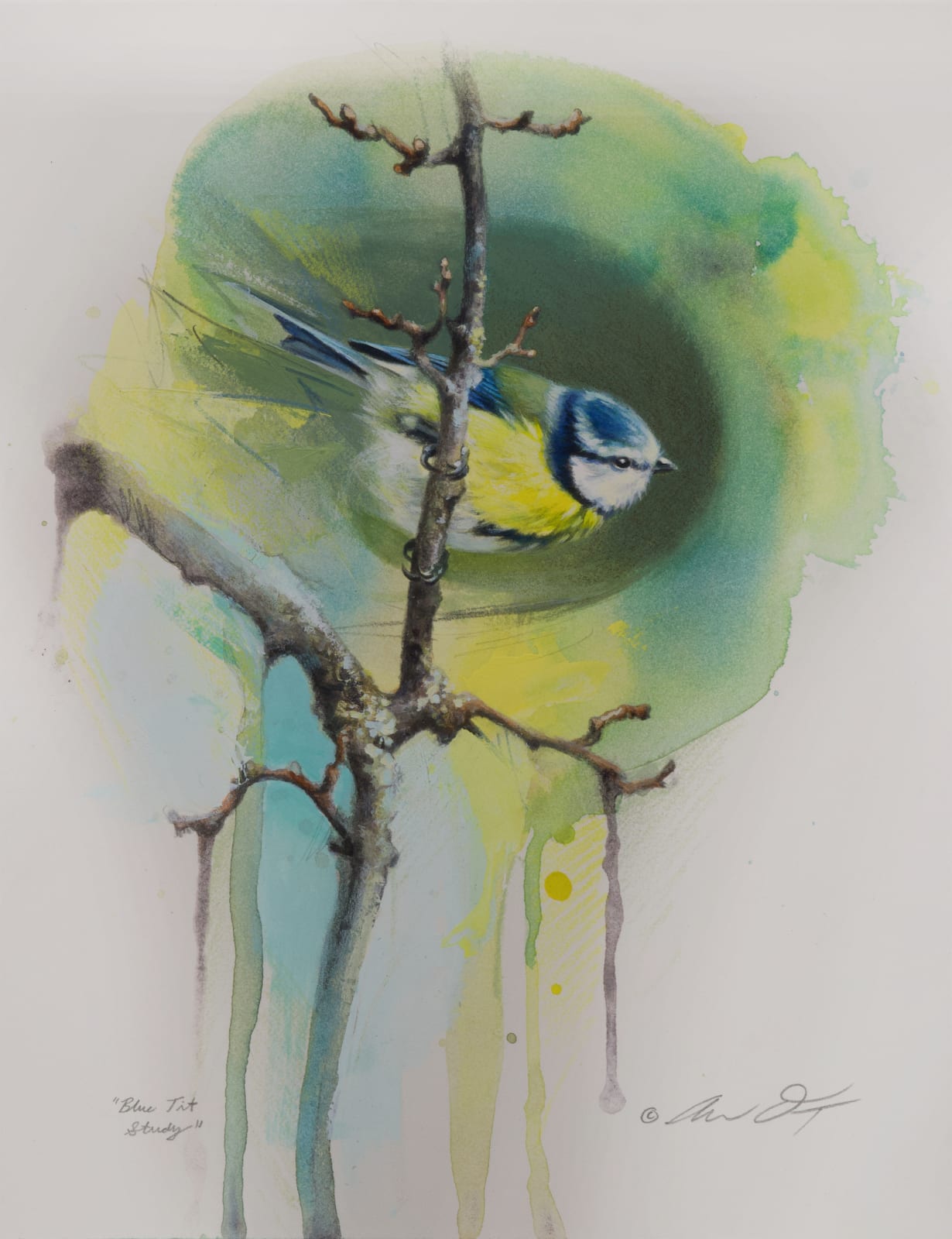 Andrew Denman, Blue Tit Study