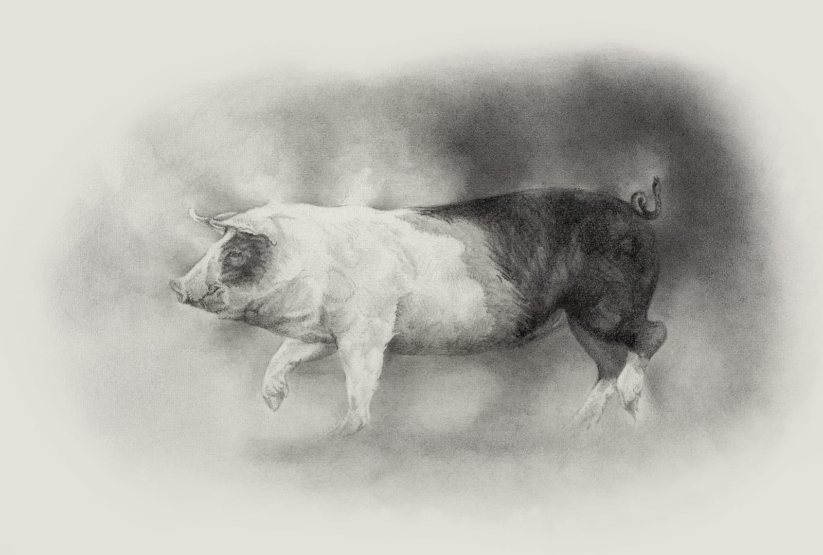 Angela French, Piglet Study