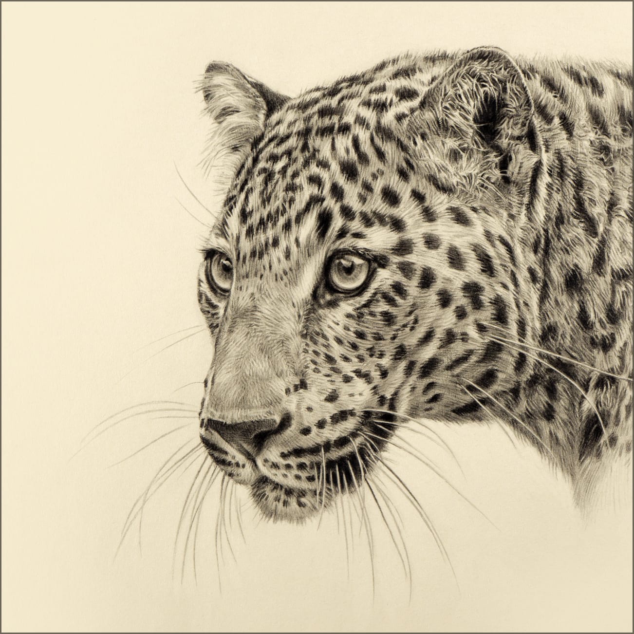 Jonathan Pointer, Leopard