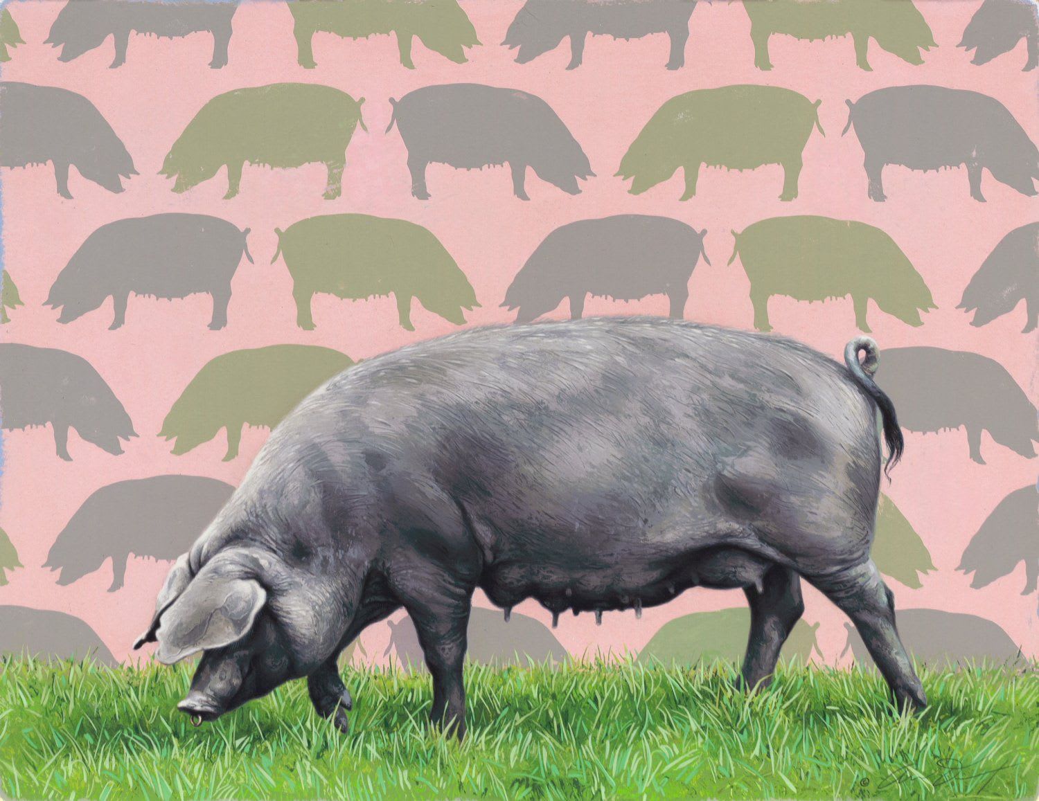Andrew Denman, Devon Diva, Large Black Sow