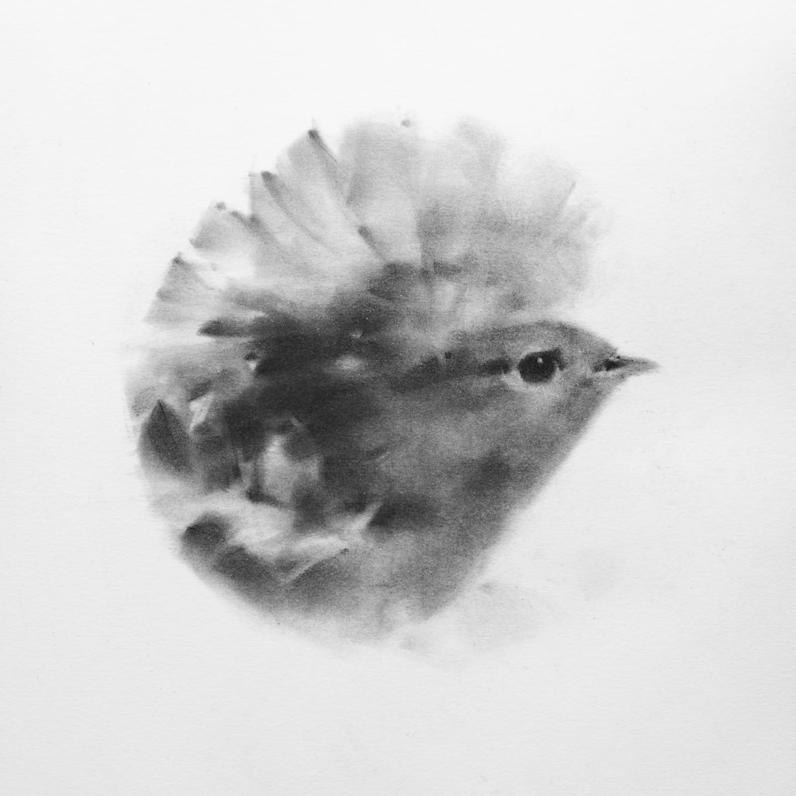 Tianyin Wang, Robin in a Circle, 2024