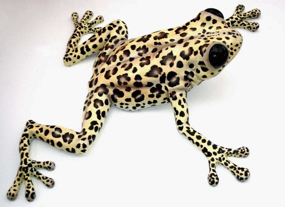 Clare Ferguson-Walker, Leopard Frog