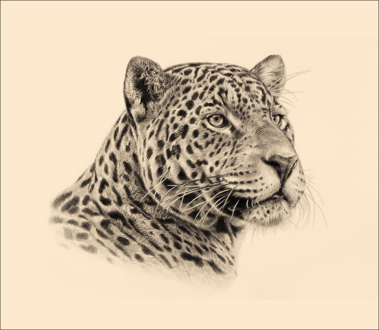 Jonathan Pointer, Jaguar