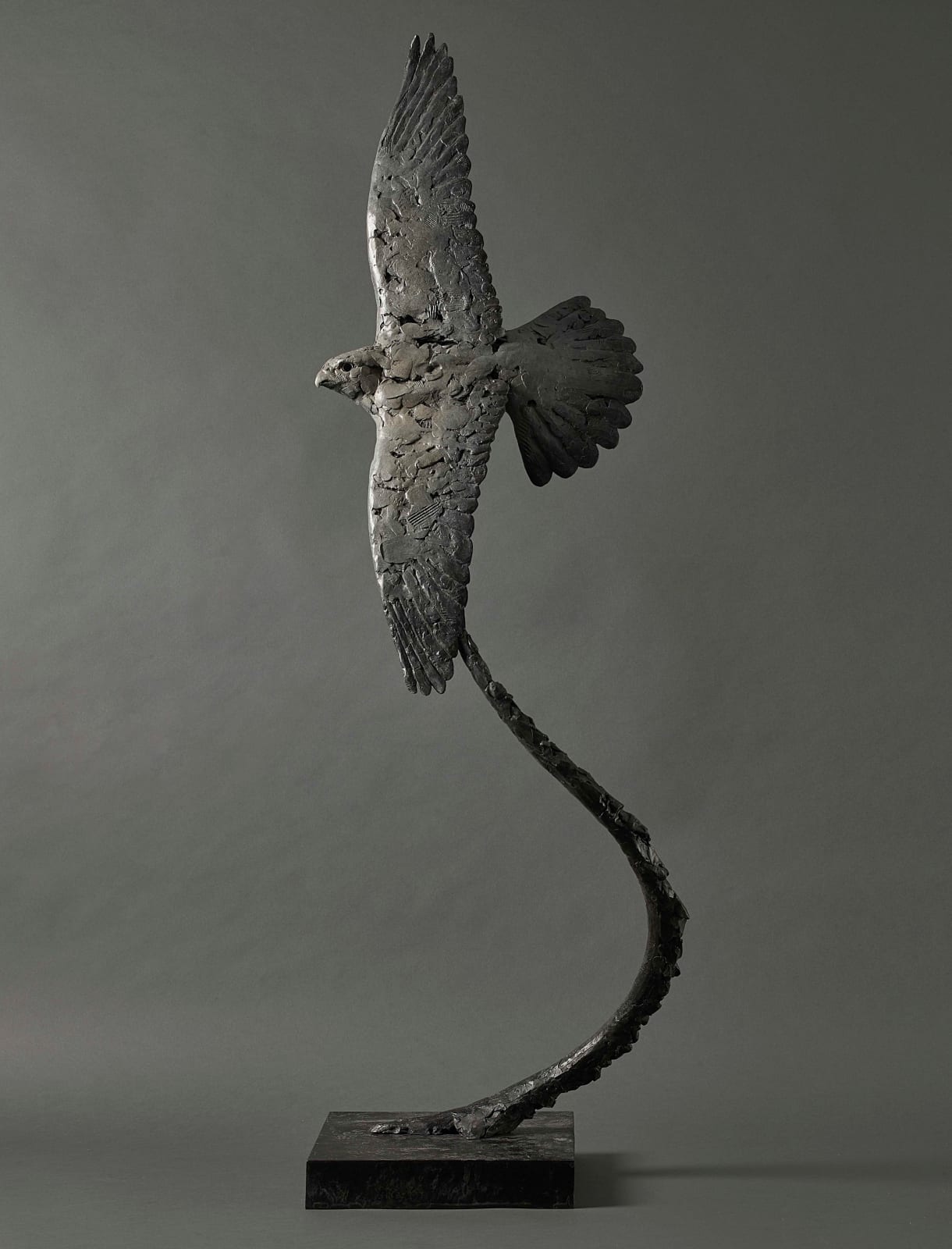 Fred Gordon, Peregrine Falcon