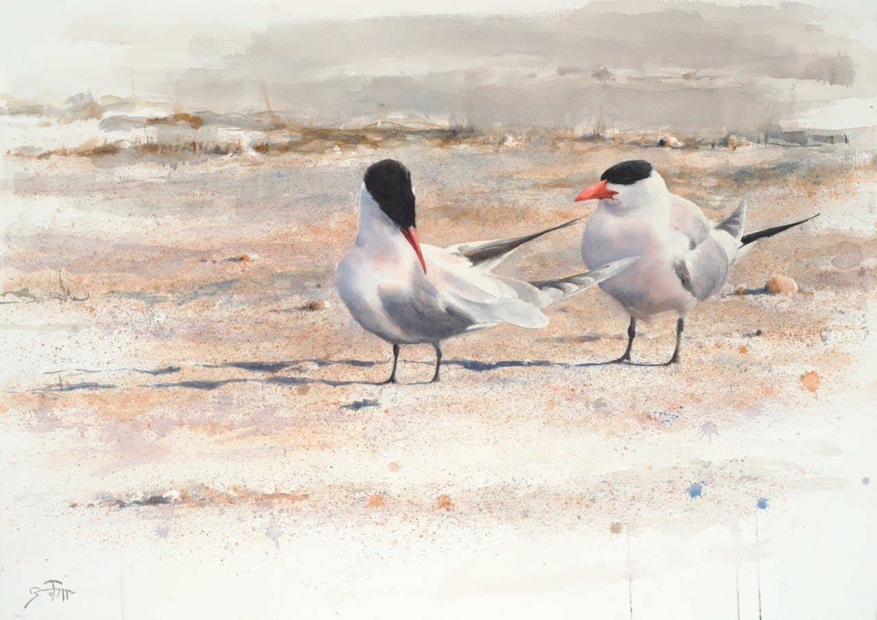 Gunnar Tryggmo, The Caspian Couple (Caspian Terns), 2025