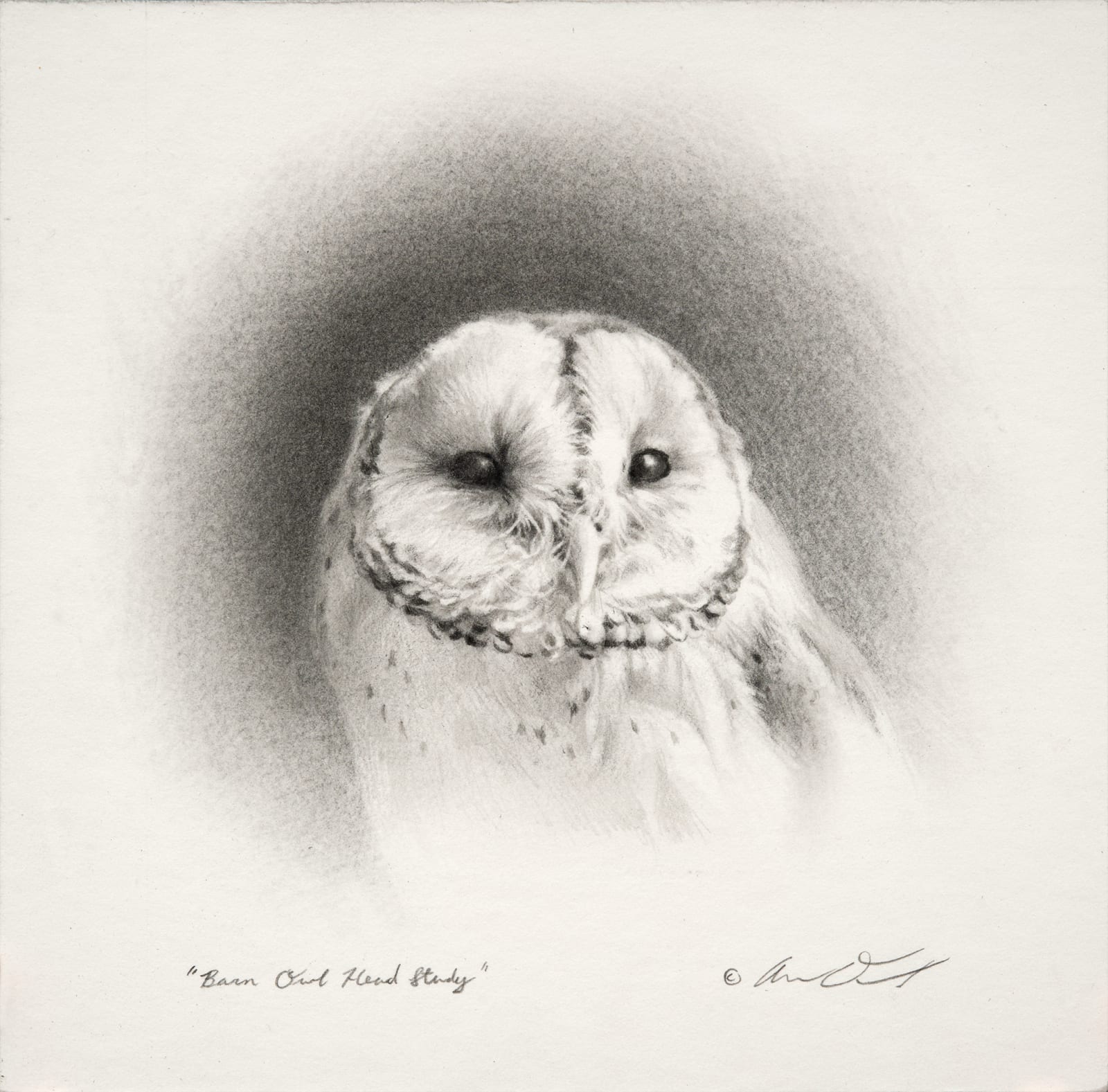 Andrew Denman, Barn Owl Head Study
