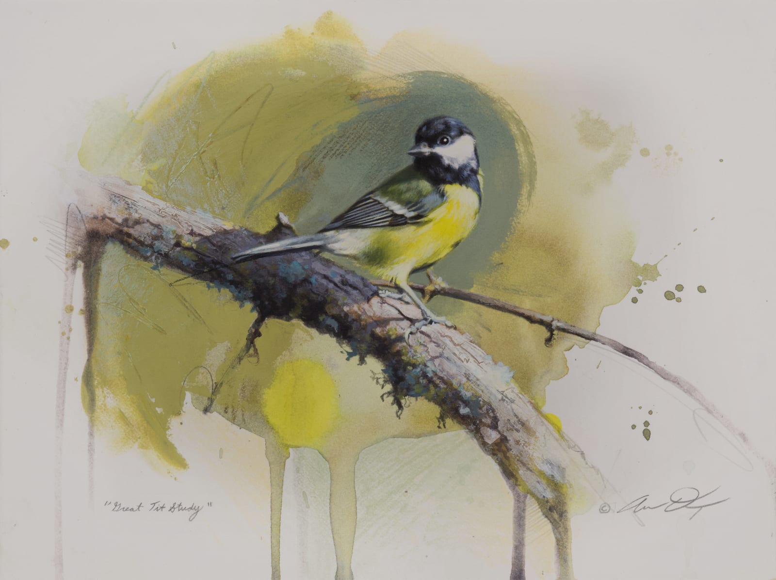 Andrew Denman, Great Tit Study