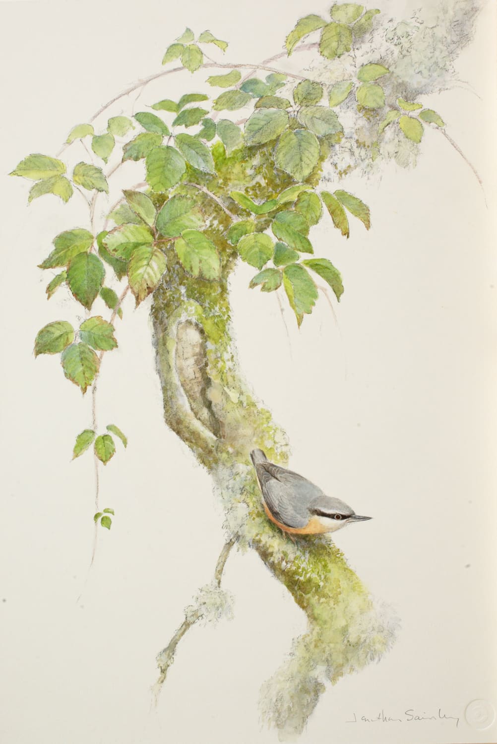 Jonathan Sainsbury, Nuthatch Branch