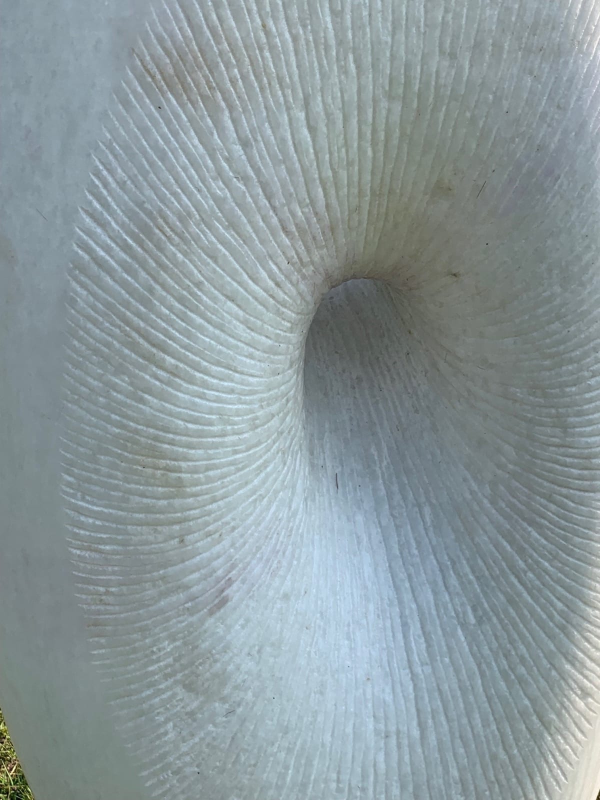 Jonathan Loxley, Chrysalis, 2019