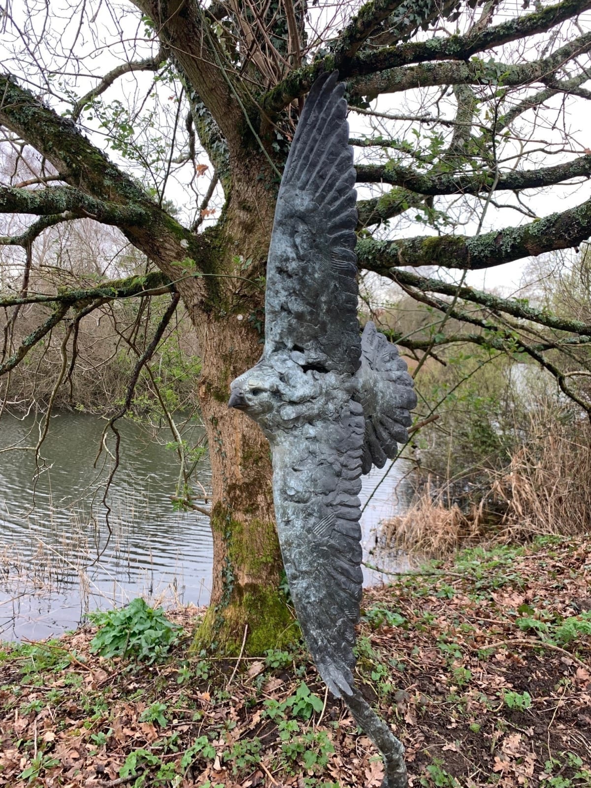 Fred Gordon, Peregrine Falcon
