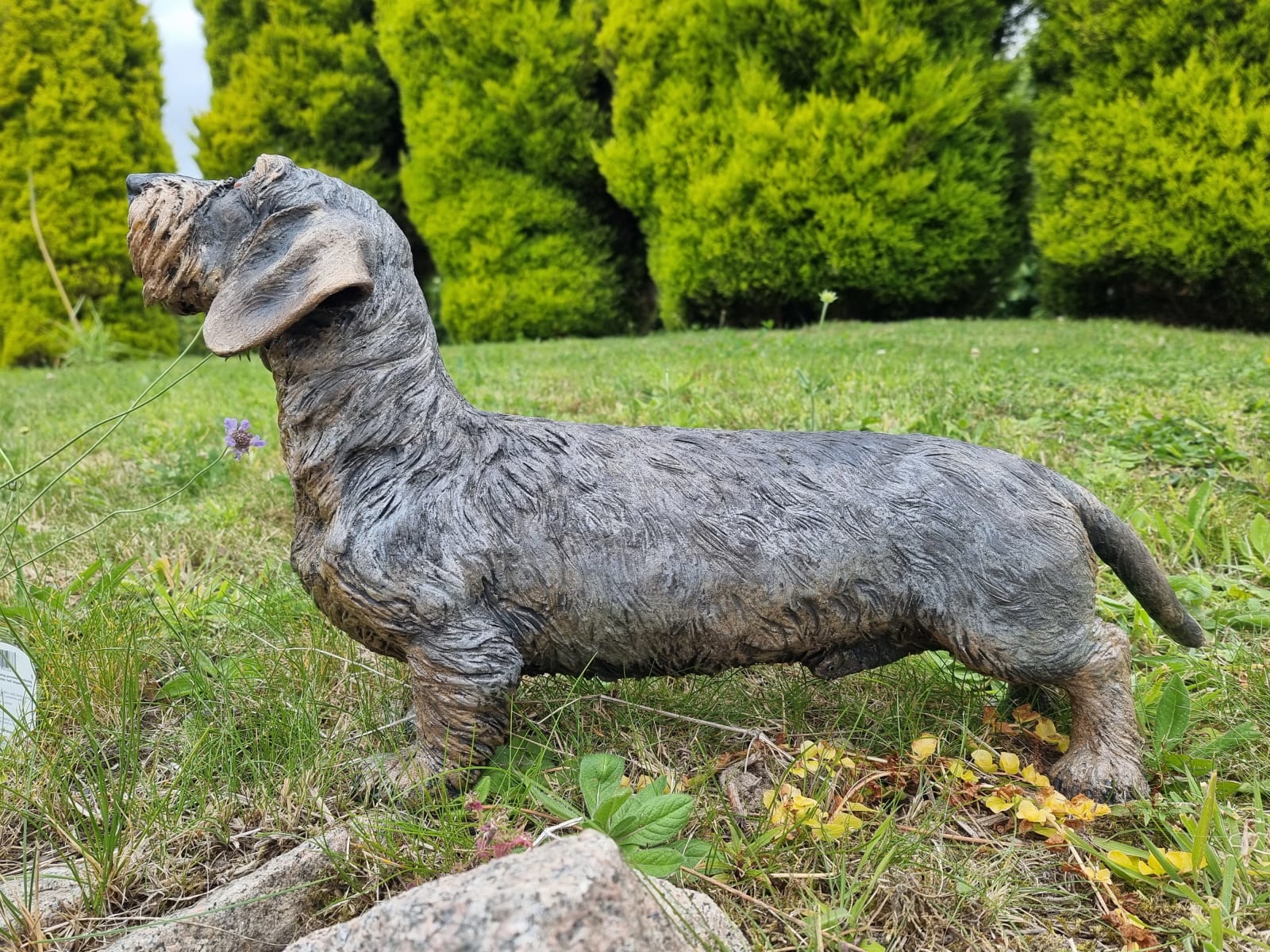 Lesley D McKenzie, Wirehaired Dachshund