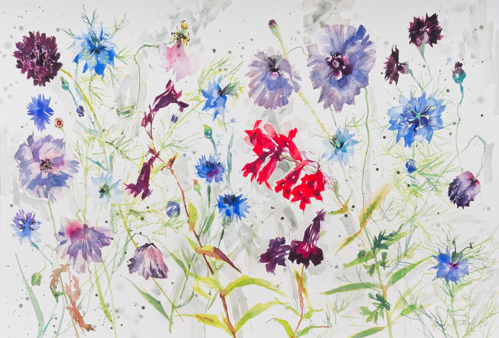 Jenny Matthews, Papaver, Amazing Grey