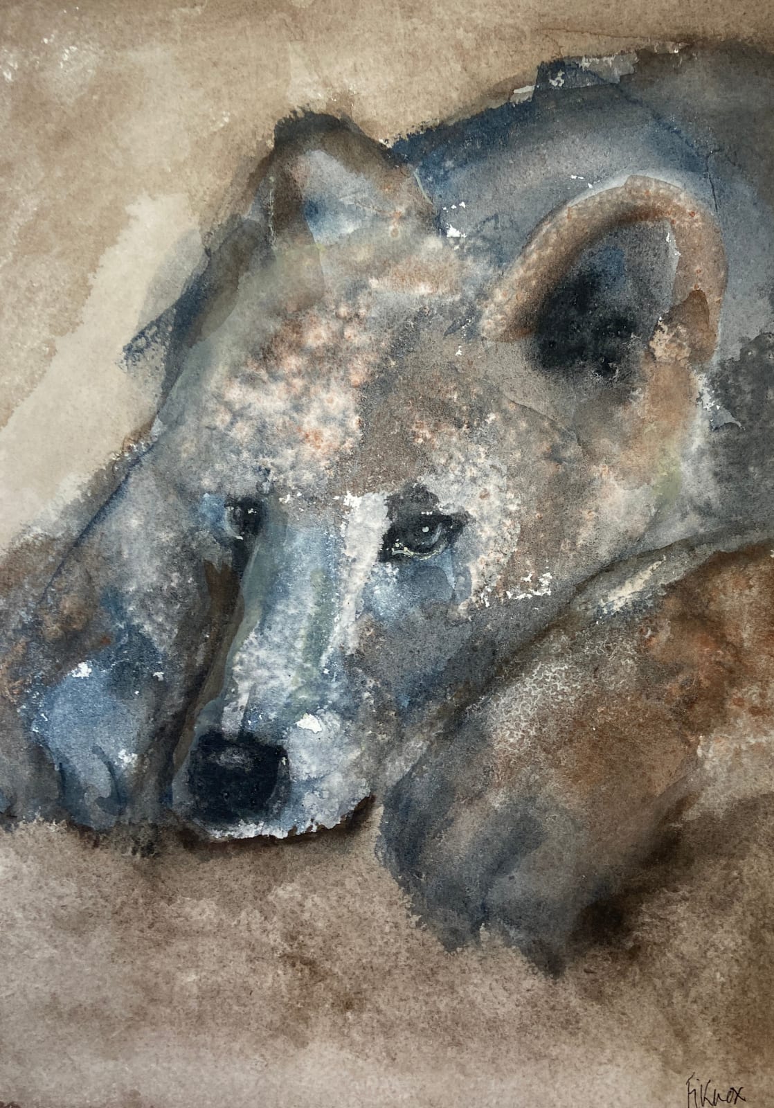 Fi Knox, Brown Bear
