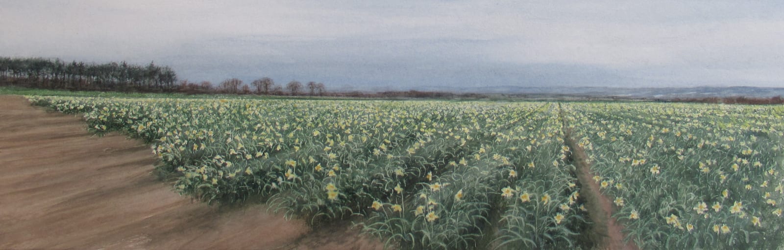 David Johnston RSW, Daffodil Fields, The Mearns