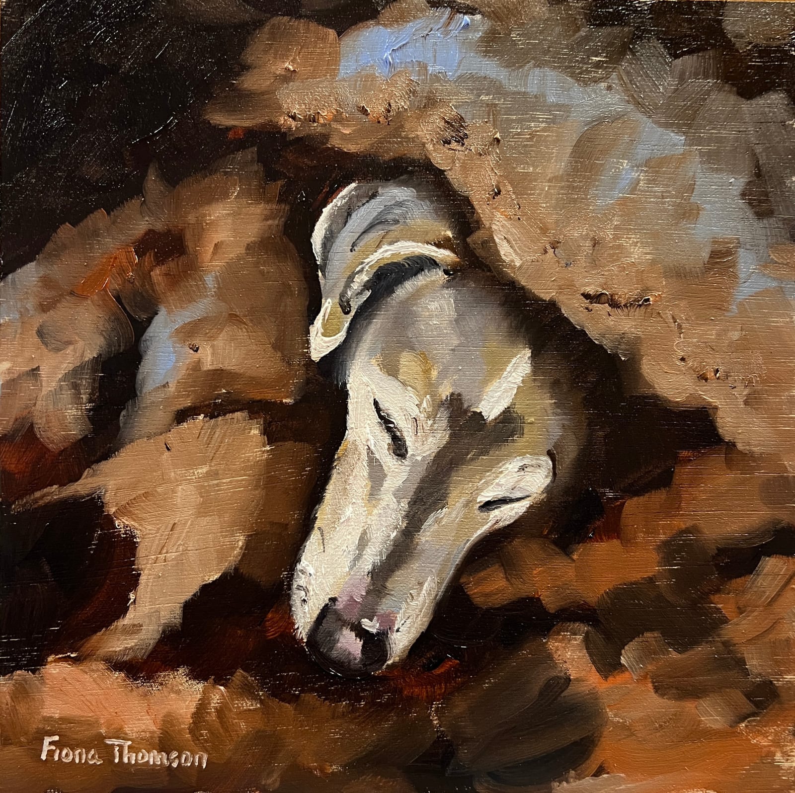 Fiona Thomson, Old Dog in Blankets