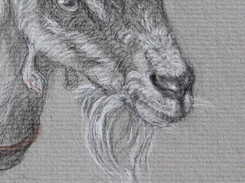 Study of Goat on paper