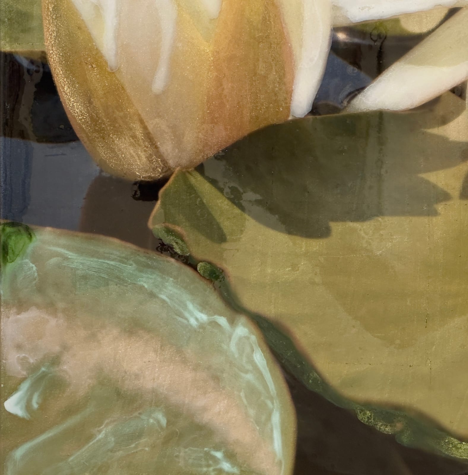 Image of two flowers and lily pads