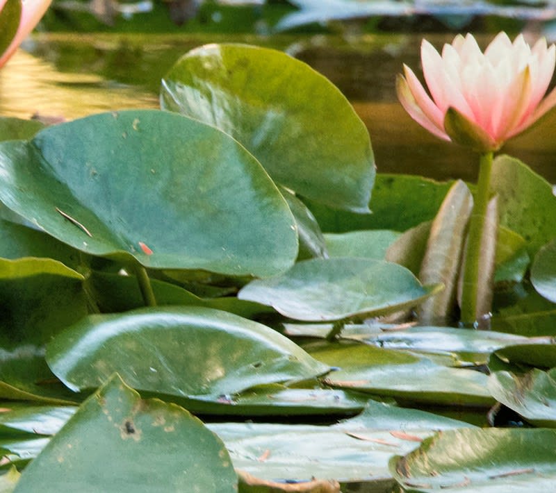 Digital Imagery on Entrada Paper