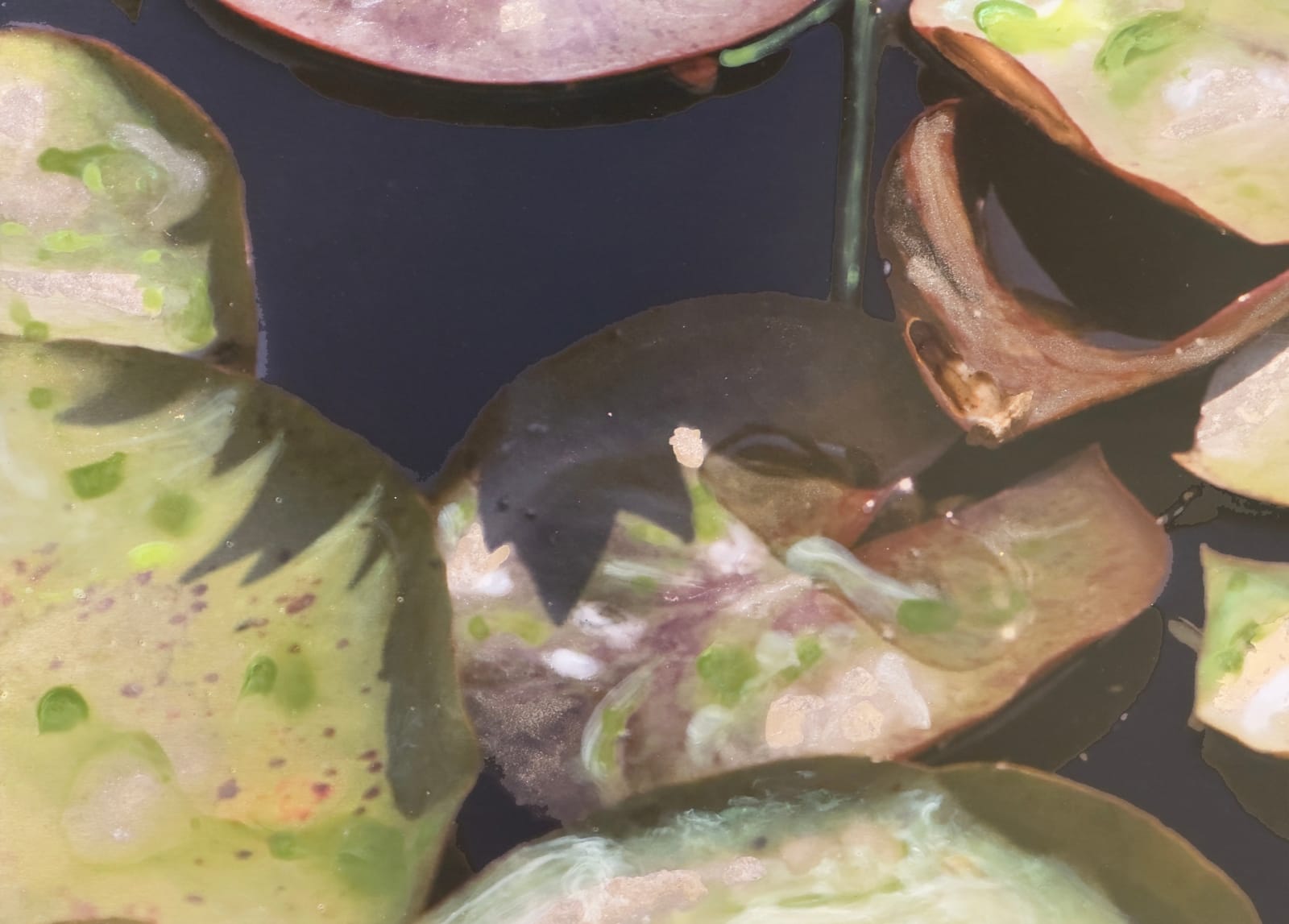 Image of white flower with lilypads