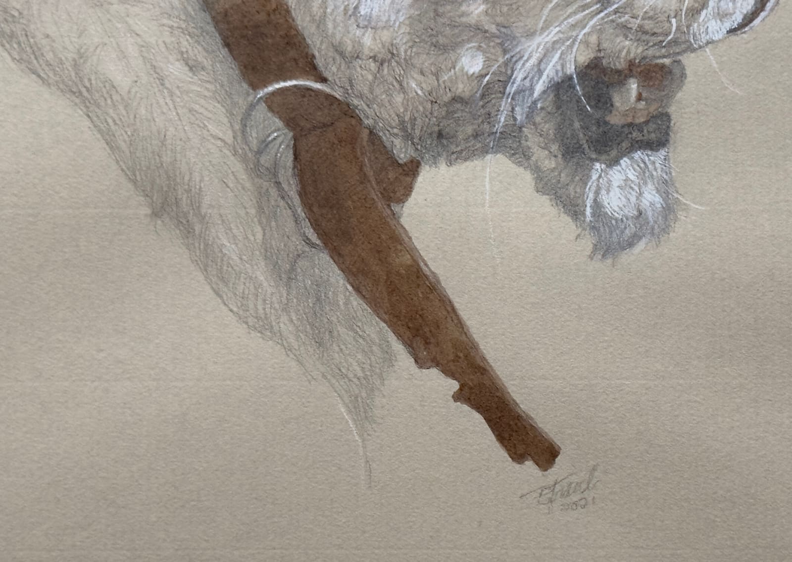 Graphite, pen, and ink drawing of a lion with a tracking collar