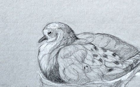 Study of dove in nest on paper