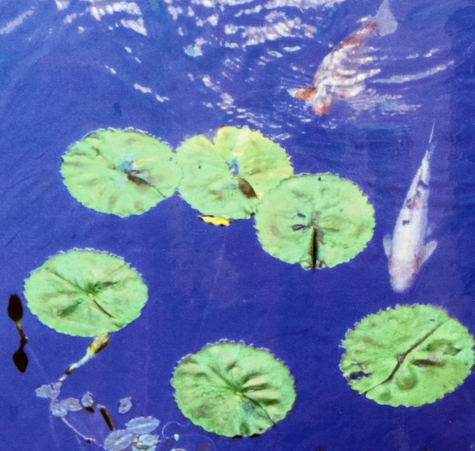 Image of pond with water lilies and koi fish