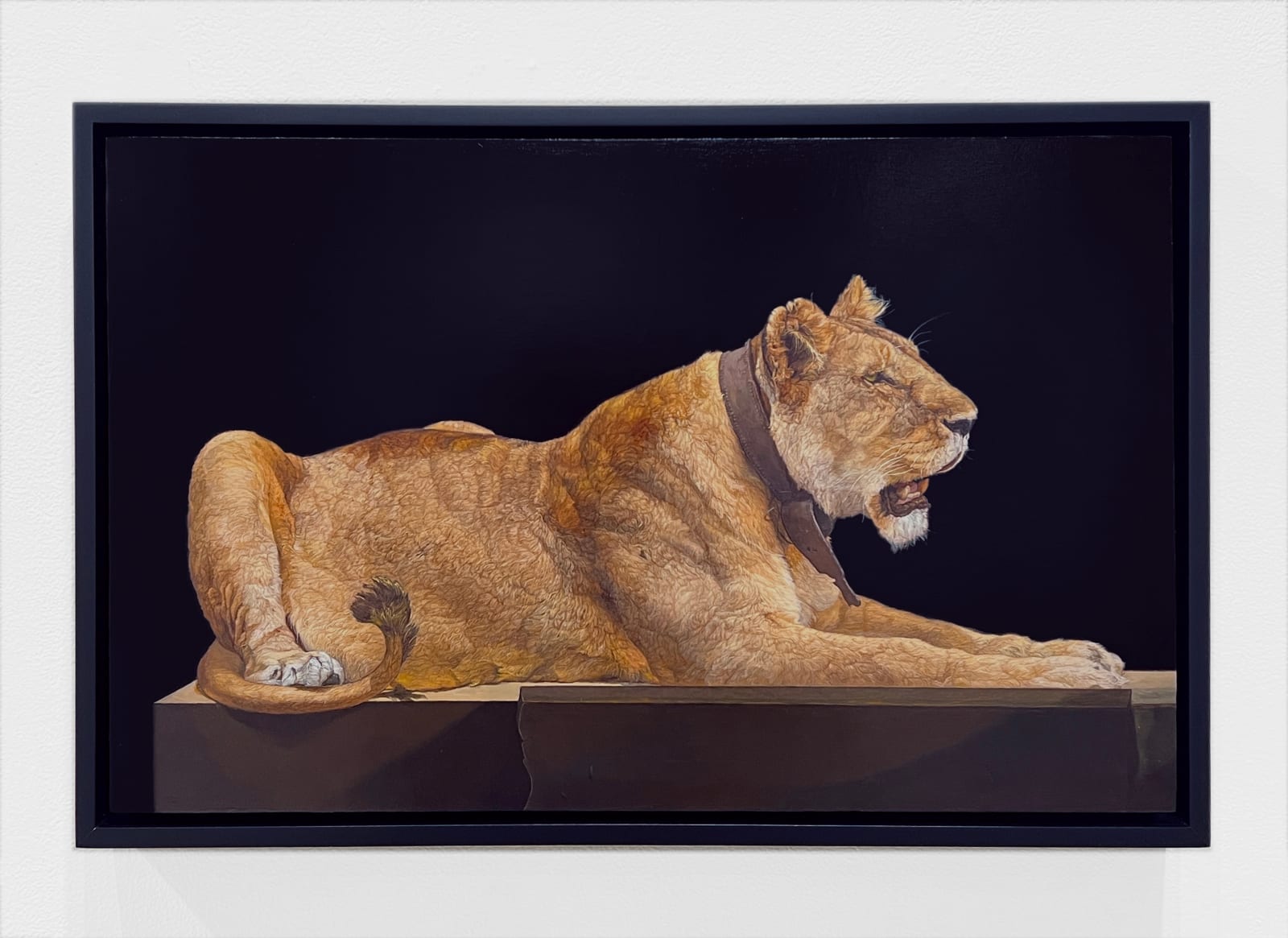 Painting of Recumbent Female Lion