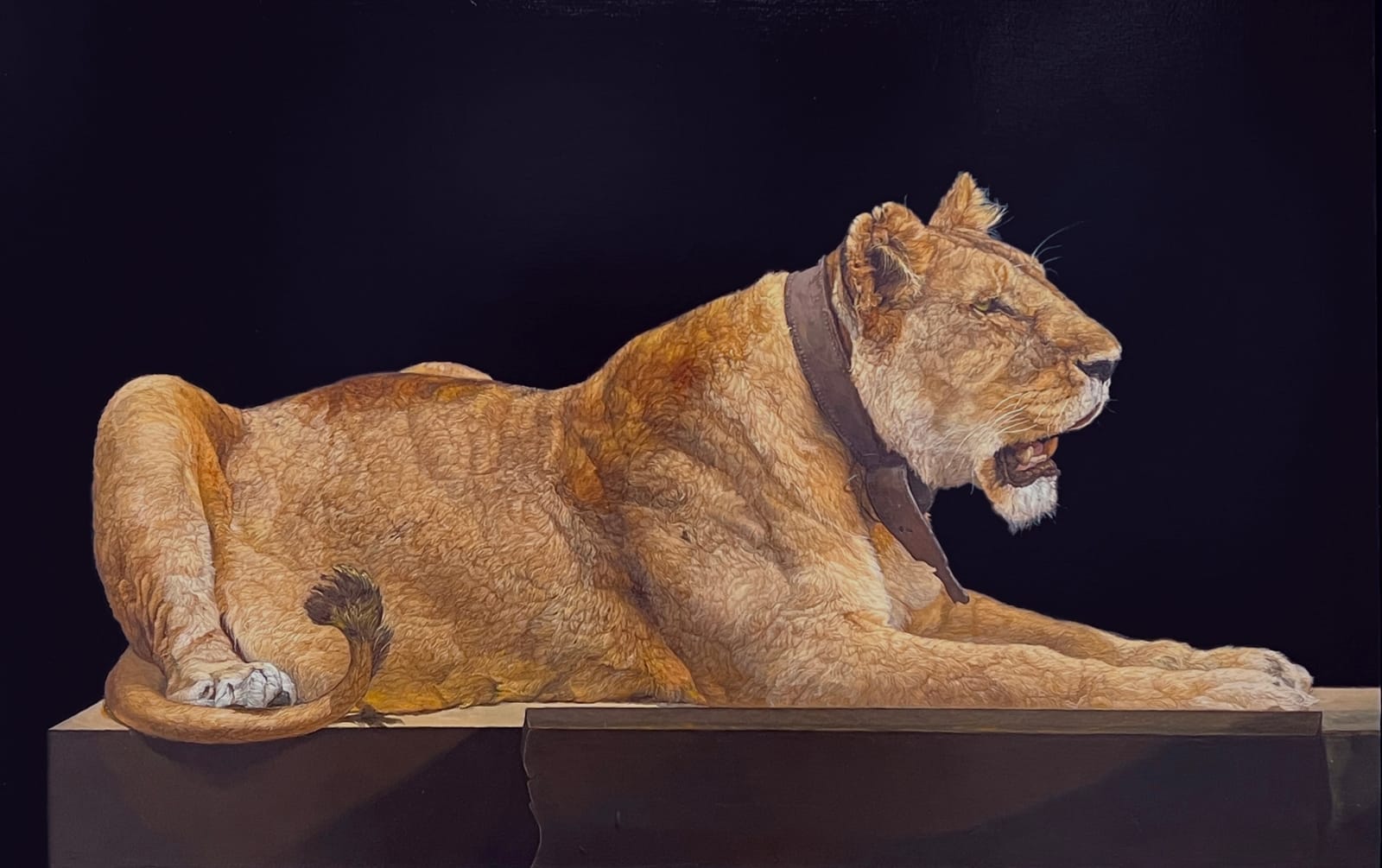 Painting of Recumbent Female Lion