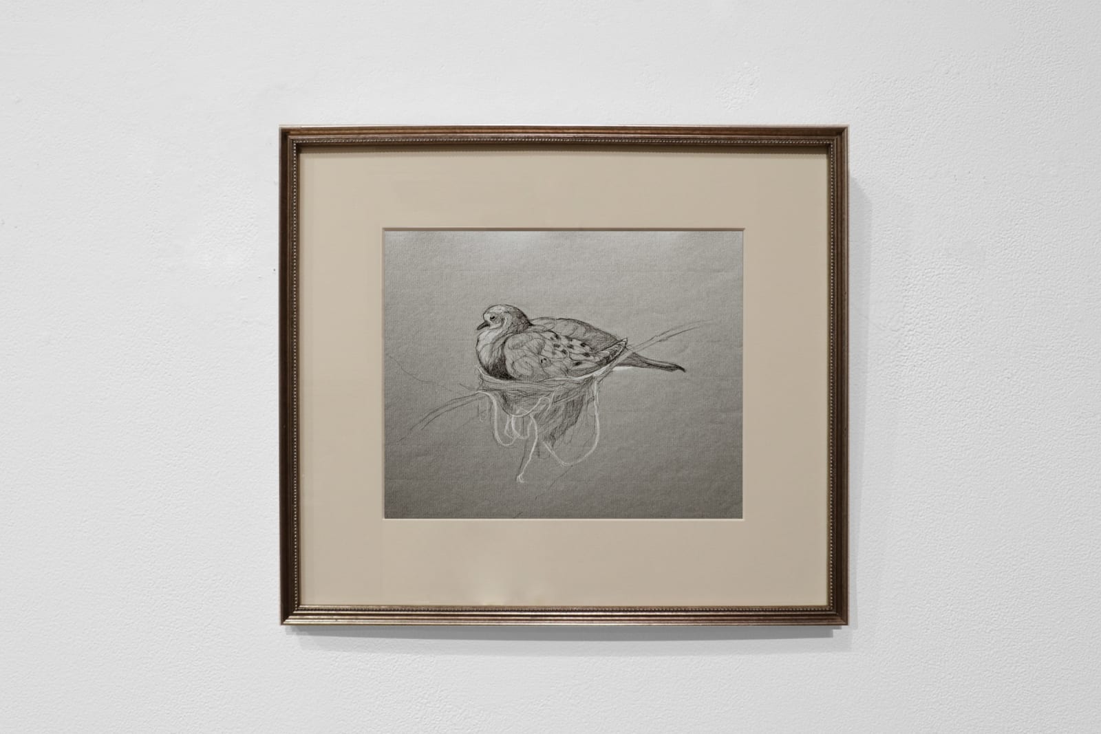 Study of dove in nest on paper