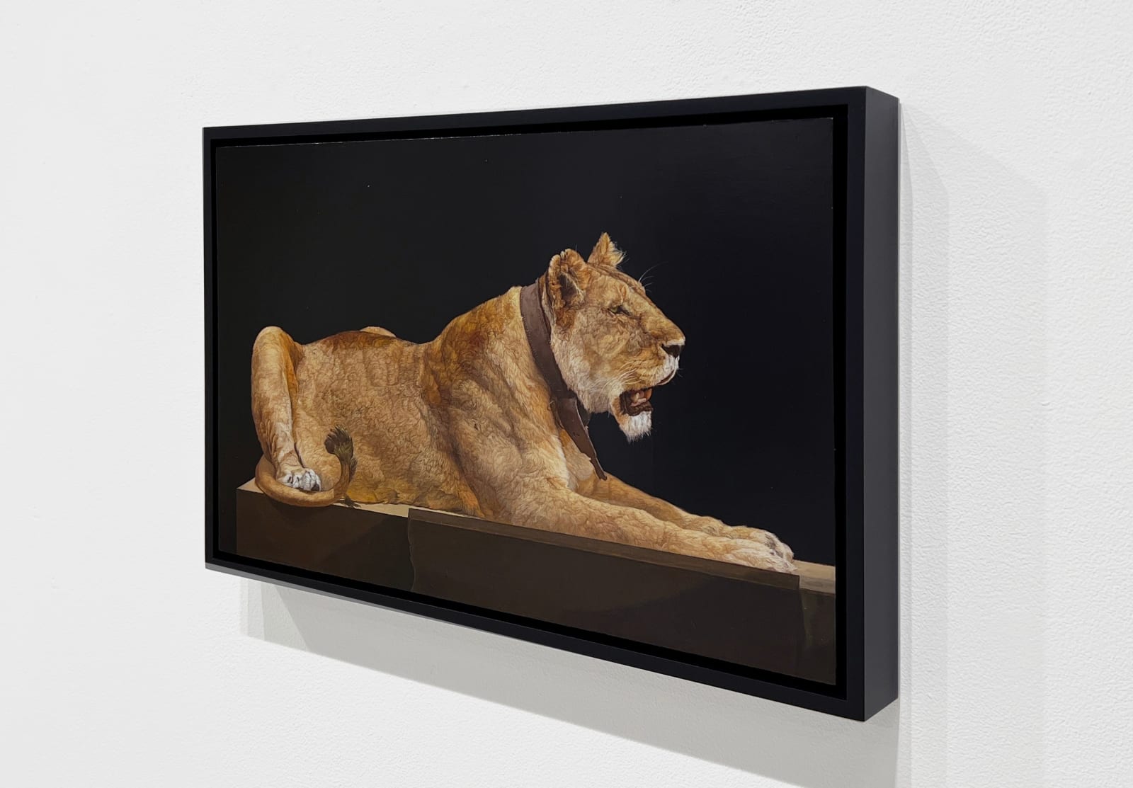 Painting of Recumbent Female Lion
