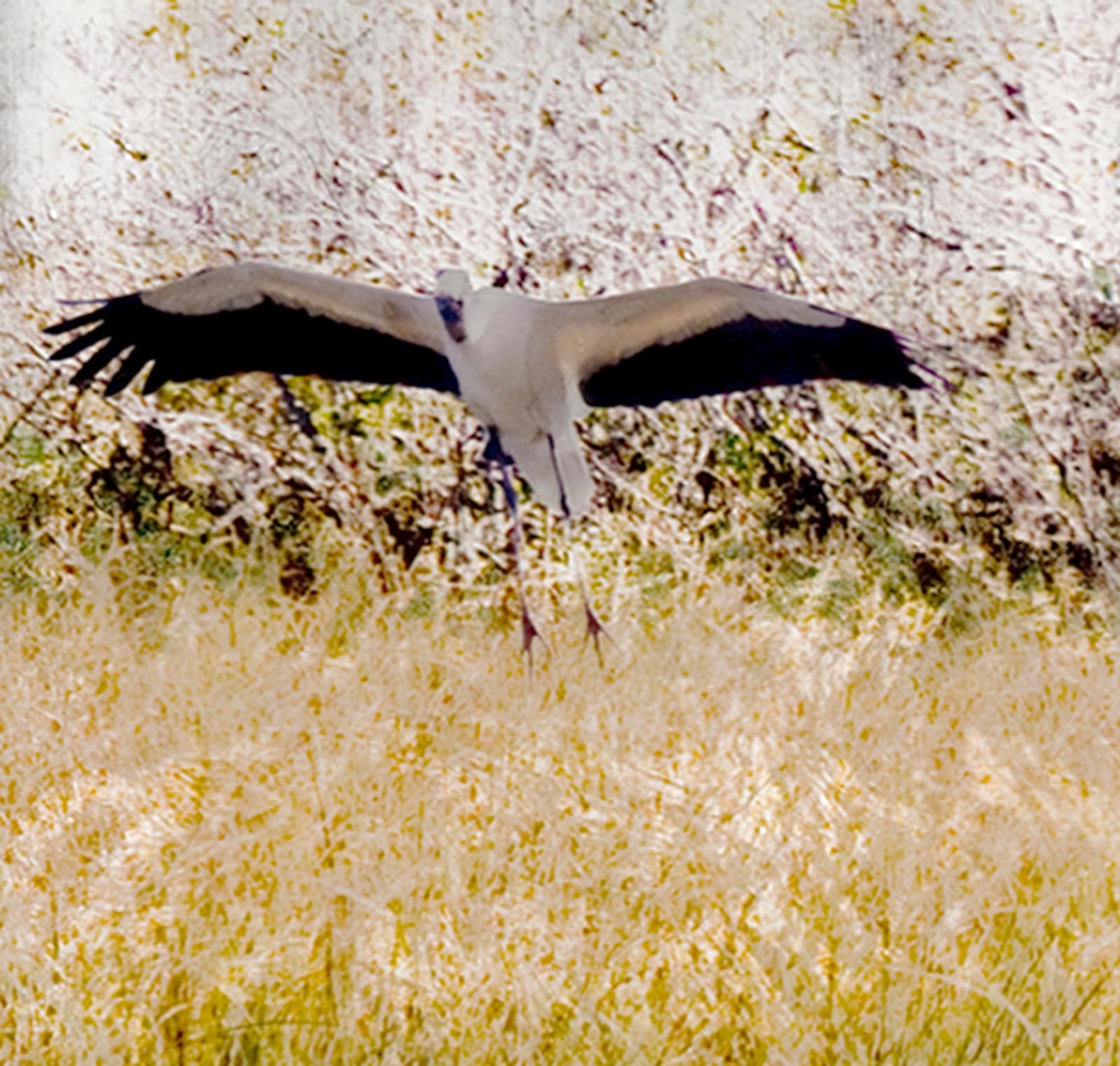 Five panel mixed media work of Aged Silver Leaf with Pigment Print, Metallic Watercolors, Shell Gold, Acrylic Paint, and Resin on Panel